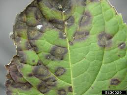 Image result for Cercospora hydrangea
