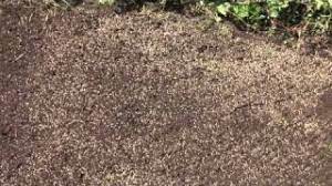 Check spelling or type a new query. How Long Does Grass Take To Grow This Is Shocking Truth