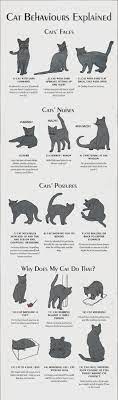 Cat Body Language Cute Animals Cat Behavior Pets