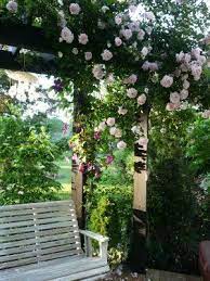 New dawn rose, the most favorite rose especially in united states is soft pink flowering plant with delicate rose clusters that gives repeating flower. Erin S Art And Gardens New Dawn Rose Love Garden Shade Structure Rose Garden Landscape Climbing Roses