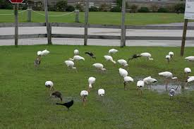 Image result for Ibis White 2008 SR4