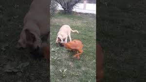 Malakli Vs Pitbull Youtube