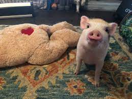 We raise american mini pigs in a safe and loving environment. Charming Mini Pigs Breeders Of Mini Pigs