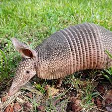 There Are 20 Species Of Armadillo They Originated In South America A Few Have Expanded Northward But Only The Nine Ban Armadillo Art Animal Planet Armadillo
