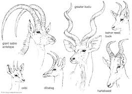 Horn Zoology In 2020 Animals With Horns Zoology Animal Drawings