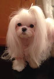 Sweet Seri Maltese Dogs Maltese Puppy Shih Tzu Haircuts