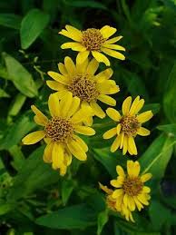 Arnica Planta Medicinal Para Aliviar El Dolor Plantas Medicinales Flor De Arnica Hierbas Naturales