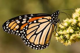 Image result for Monarch Butterfly
