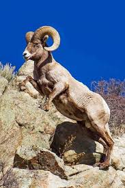 Bighorn Sheep Ovis Canadensis North American Wildlife North American Wildlife North American Animals Majestic Animals
