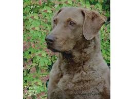 Black And White Chesapeake Bay Retriever Chesapeake Bay Retriever Flag Chesapeake Bay Retriever Gift Chesapeake Bay Retriever Art Chesapeake Bay Retriever Golden Retriever Art Beagle Art Retriever