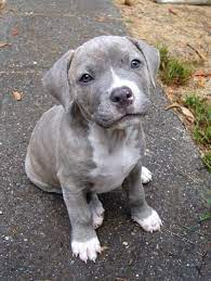 Adorable Pitbull Puppies Cute Animals Puppies
