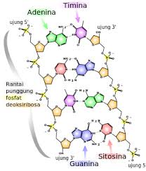 Asam Deoksiribonukleat Wikipedia Bahasa Indonesia Ensiklopedia Bebas Struktur Kimia Dna Biologi