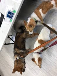 Последние твиты от pet friendly rentals (@petfriendlylets). Get Out There And Vote Polling Stations Are Very Dog Friendly Vancouver