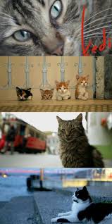 Kedi Documentary 2016 Documentary Kedi About Istanbul S Street Cats Chat Cinema Vulnerable