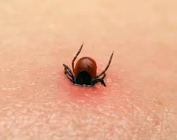 How long does a tick stay attached to its host? Tick Bite Tale From The Er Doctor There S A Seed Attached To Me University Health News