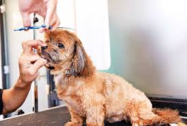 Learn about salaries, benefits, salary satisfaction and where you could earn the most. Basic Grooming Not Enough Pet Styling In Demand Now Among Ncr S Pet Parents Times Of India
