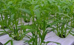 Beli bibit kangkung hidroponik online berkualitas dengan harga murah terbaru 2021 di tokopedia! Menanam Kangkung Dengan Teknik Hidroponik Halaman All Kompasiana Com