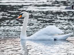 Destruction of southern wetlands has reduced its former food sources in wintering areas, but it has adapted by shifting its habits to feeding on waste products in agricultural fields. Swan Species List