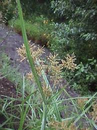 Image result for Cyperus sp.no.5