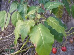 Image result for Solanum betaceum