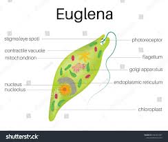 The Structure And Diagram Of Euglenastructure Diagram Euglena Graphics Design Ideas Royalty Free Photos Royalty Free Stock Photos