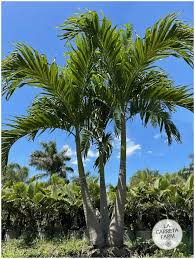 Image result for Adonidia