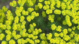 So Giftig Ist Diese Beliebte Gartenpflanze In 2020 Pflanzen Zypressen Wolfsmilch Giftige Pflanzen