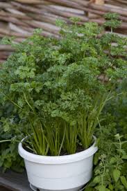 Image result for Apium graveolens