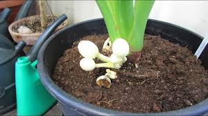 How to remove mold in houseplant soillocate the mold, which is usually white and fuzzy. White Mold On Top Of Soil On Houseplants And Is It Harmful Youtube