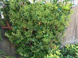 Manhattan Euonymus On A Trellis To Create An Evergreen Hedge Between The Tenant S Terrace And The Backyard Gardening Zones Evergreen Hedge Backyard