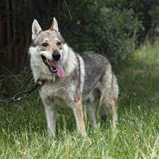 Maybe you would like to learn more about one of these? Wolf Dog Full Profile History And Care