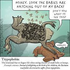 People with trypophobia feel uncomfortable seeing the suriname toad, almost that is a hippopotamus. The Surinam Toad Pipa Pipa Has One Of Underdone Comics Facebook
