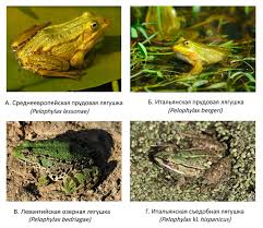 Maybe you would like to learn more about one of these? Italyanskaya Ozernaya Lyagushka Vymerla No Genom Ee Zhivet Sergej Yastrebov Novosti Nauki Na Elementah Vidoobrazovanie Evolyuciya Genetika