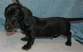 Maybe you would like to learn more about one of these? Solid Black Dachshund Black Dachshund Dachshund Puppy Black Dachshund Puppies