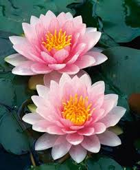 Bathroom Update Decor In 2020 Lotus Flower Pictures Water Lily Tattoos Birth Flowers