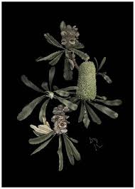 Banksia Flower Quotes Best Flower Wallpaper