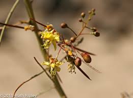 Image result for Parkinsonia africana