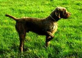 When searched for pudelpointer puppies for sale 2020, couponmound offers 11 active results for discount coupons, including up to 101% off. Pudelpointer Wikipedia