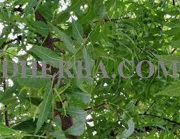 Pokok semambu / daun neem. Tular Daun Semambu Mampu Rawat Simptom Awal Covid 19 Dherba Com