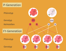 Maybe you would like to learn more about one of these? Erbgange Einfach Erklart I Inkl Ubungen
