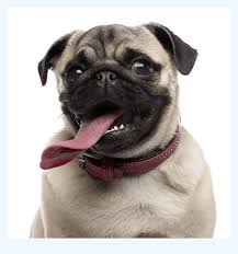 All are up to date with shots, come with a year health guarantee. Listen To Your Customers They Will Tell You All About Pug Adoption Dog Breed