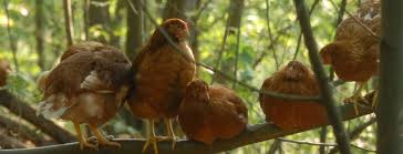 La Empresa Italiana Que Esta Revolucionando La Produccion De Huevos Devolviendo Las Gallinas Al Bosque