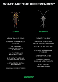 Getting rid of them just means. Are Earwigs And Silverfish The Same Terminix