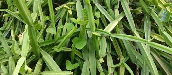 Image result for Cissus