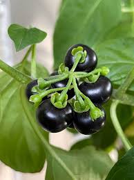 Image result for Solanum scabrum
