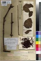 Image result for Globimetula mweroensis