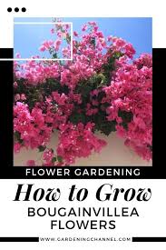 Protect the bougainvilleas on your kauai commercial property. How To Grow Bougainvillea Flowers Gardening Channel