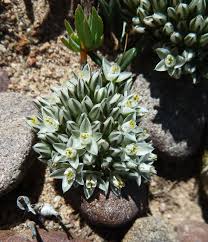 Image result for Limeum viscosum