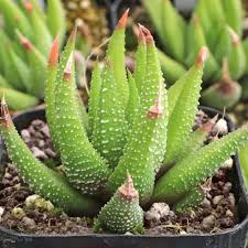 Image result for Habenaria attenuata