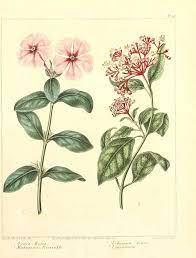 Vinca Rosea Catharanthus Roseus L G Don Madagascar Periwinkle Viburnum Tinus Viburnum Tinus L Laurustinus